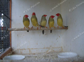 For sale 1 pair of red faced star finches at &pound;40/pr. 3 cocks at &pound;20 each