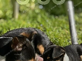 4 beautiful puppies