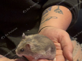 Russian dwarf hamsters