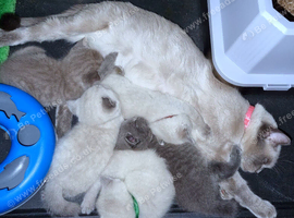British Shorthair Kittens