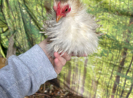 3 silkied Serama hens (read description)