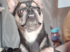 British Cross French Bulldog