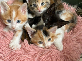 5 Beautiful Kittens for sale
