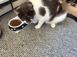 kittens