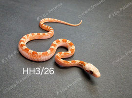 Hypo bloodred high pied corn snake