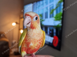 Adorable fully hand reared baby conures