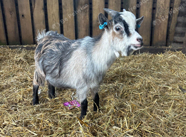 8 month old Pygmy Billy