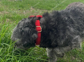 Female schnoodle