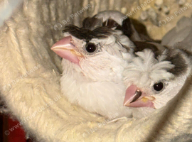 3 Bengalese chicks