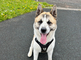 Male American Akita