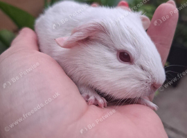 PEW (Pink eyed white) Smooth Baby Girl Guinea Pig