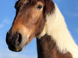 2yr old gelding