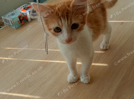 3 kittens for sale