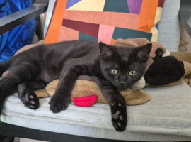 Kitten  looking for new home