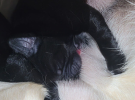 Adorable labrador puppies for sale