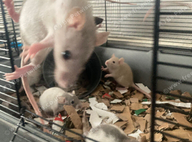Rats for sale hull