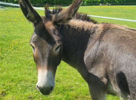 Three lovely pet donkeys