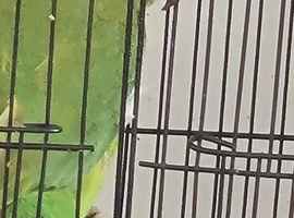 Beautiful young male parakeet