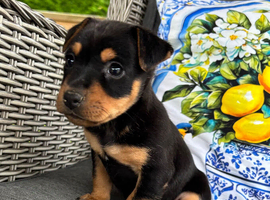 Beautiful Jack russel puppies