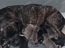 Cane Corso