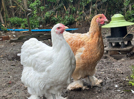 POL Cochin pullets