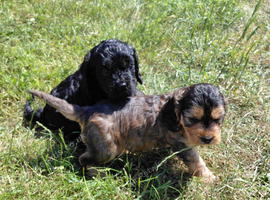 Fluffy Cockapoo X Cavapoo puppies