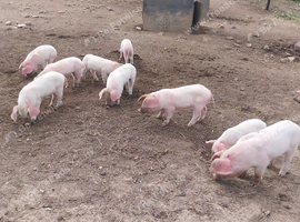 Adorable piglets ready 10th October