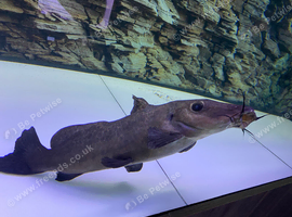 Giraffe catfish