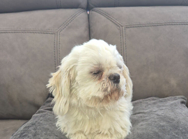3 year  old  cream boy shih tzu  for sale