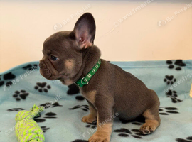 K.c French bulldog