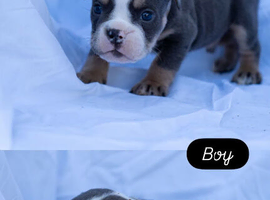 English bulldogs NEBBR Reg