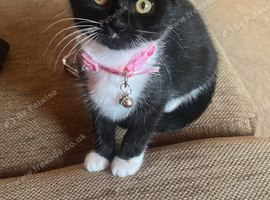 One female kitten