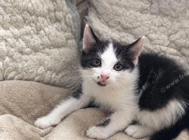 Beautiful kitten looking for a new home