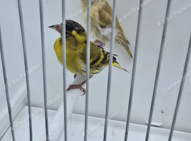 BEAUTIFUL PROVEN PAIR YELLOW PASTEL SISKINS