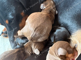 Beautiful miniature dachshund puppies