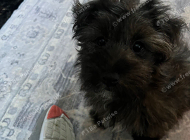 Yorkie poo cross Pomeranian