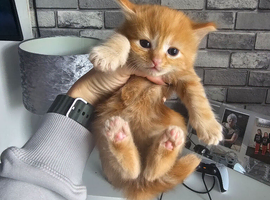 Mixed litter kittens ( ginger females)