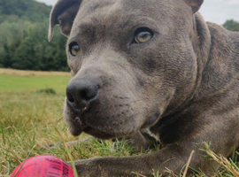 Blue Staffy Stud only
