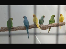 Indian Ringneck