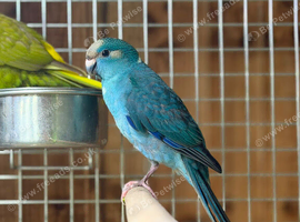 Kakariki parrot