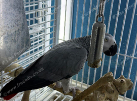 Baby African grey  Glasgow