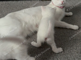 ** 2 pure white females left **
