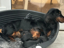 A litter of Gorgeous Pups ready to reserve for their forever loving homes!