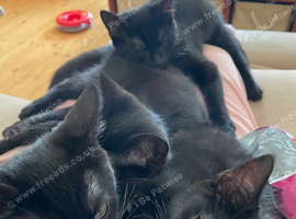 Beautiful black tabby kittens