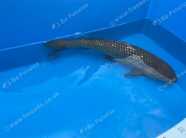 40cm Gin Rin Chagoi - Pond closure due to upcoming house move in Havering