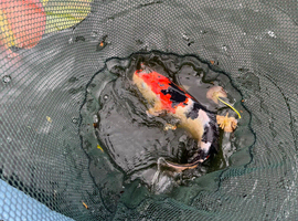 16 koi