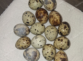Egg For Sale