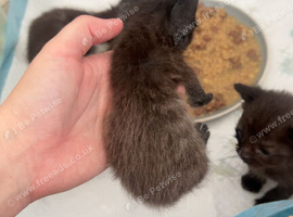 half ragdoll kittens