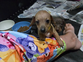 Dachshund
