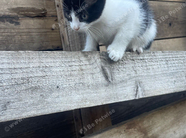 Kittens